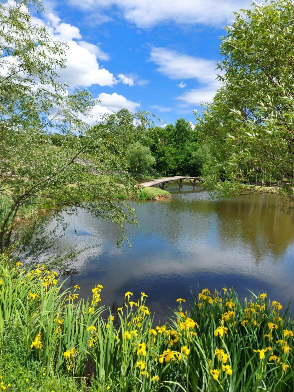 Jezero sa drvenim mostom, vrbe i žute perunike na obali